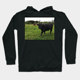 Scottish Highland Cattle Bull 1763 Hoodie